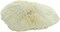 Mushroom Sea Coral | White Real Mushroom Coral 3”-4” (1 Piece) | Aquarium Ornament for Decoration